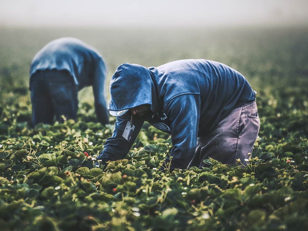 Trabajadores temporeros en el campo